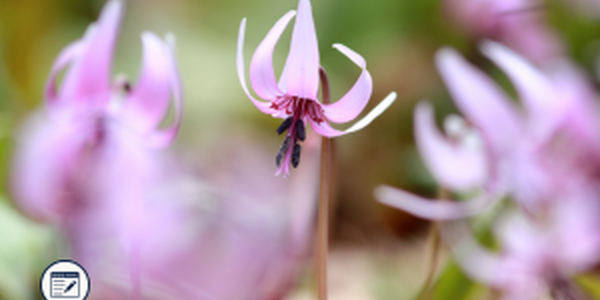 spring ephemeral flower